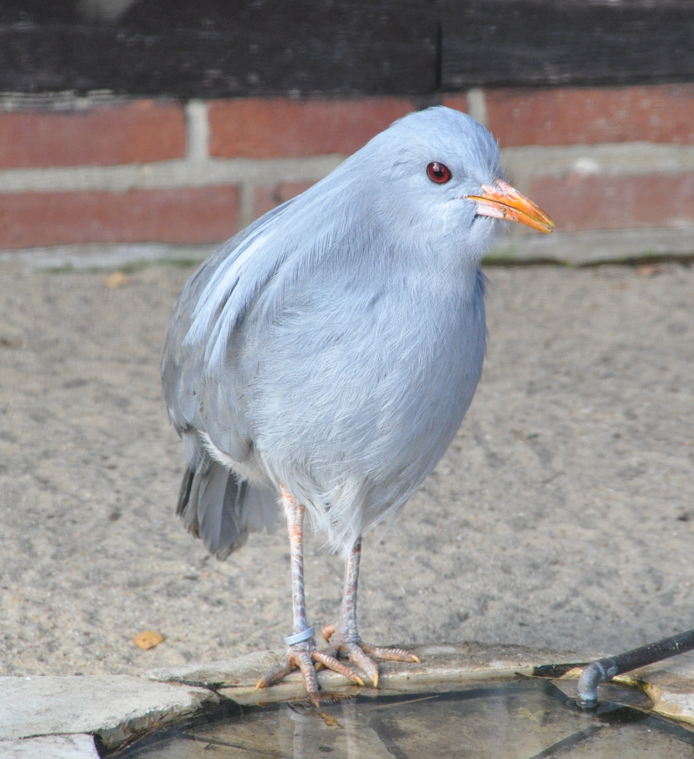  kagu